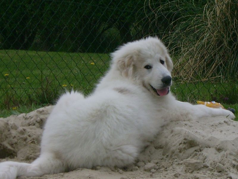 Enzo du Val d'Ernee