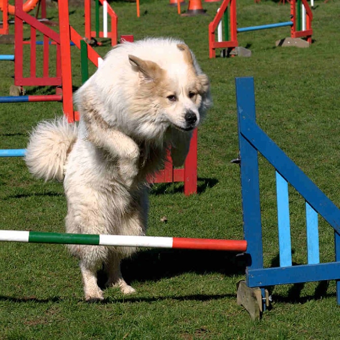 du Val d'Ernee - Gardayan à l'agility