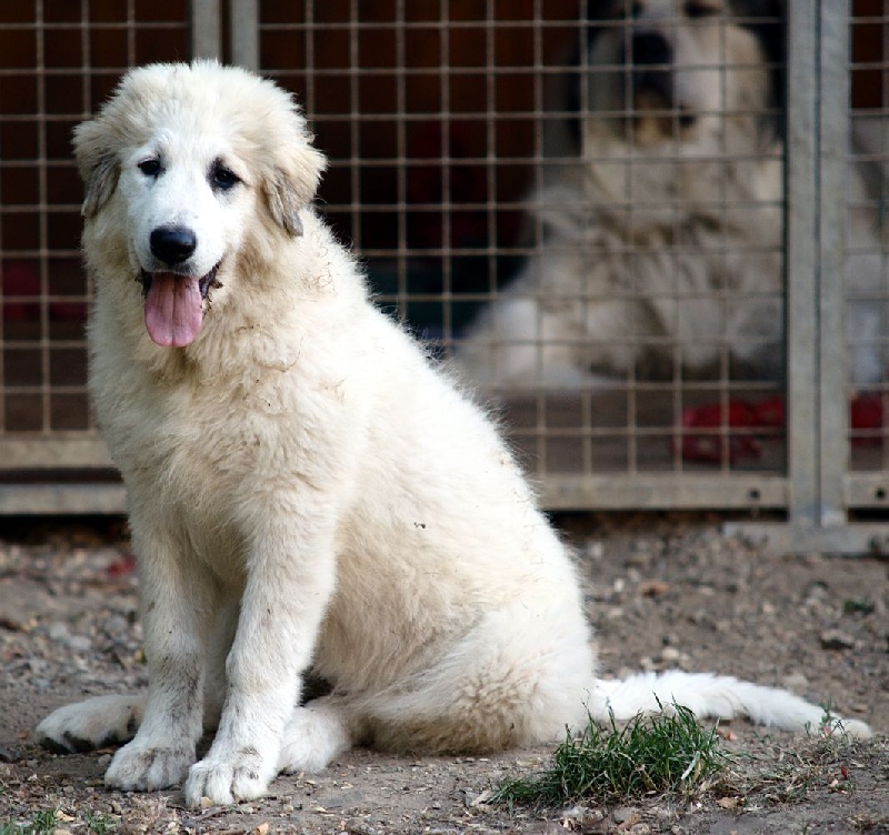 Chiots mai 2010