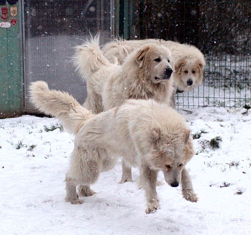 Neige 2013