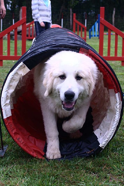 Agility Gardayan Grenadine